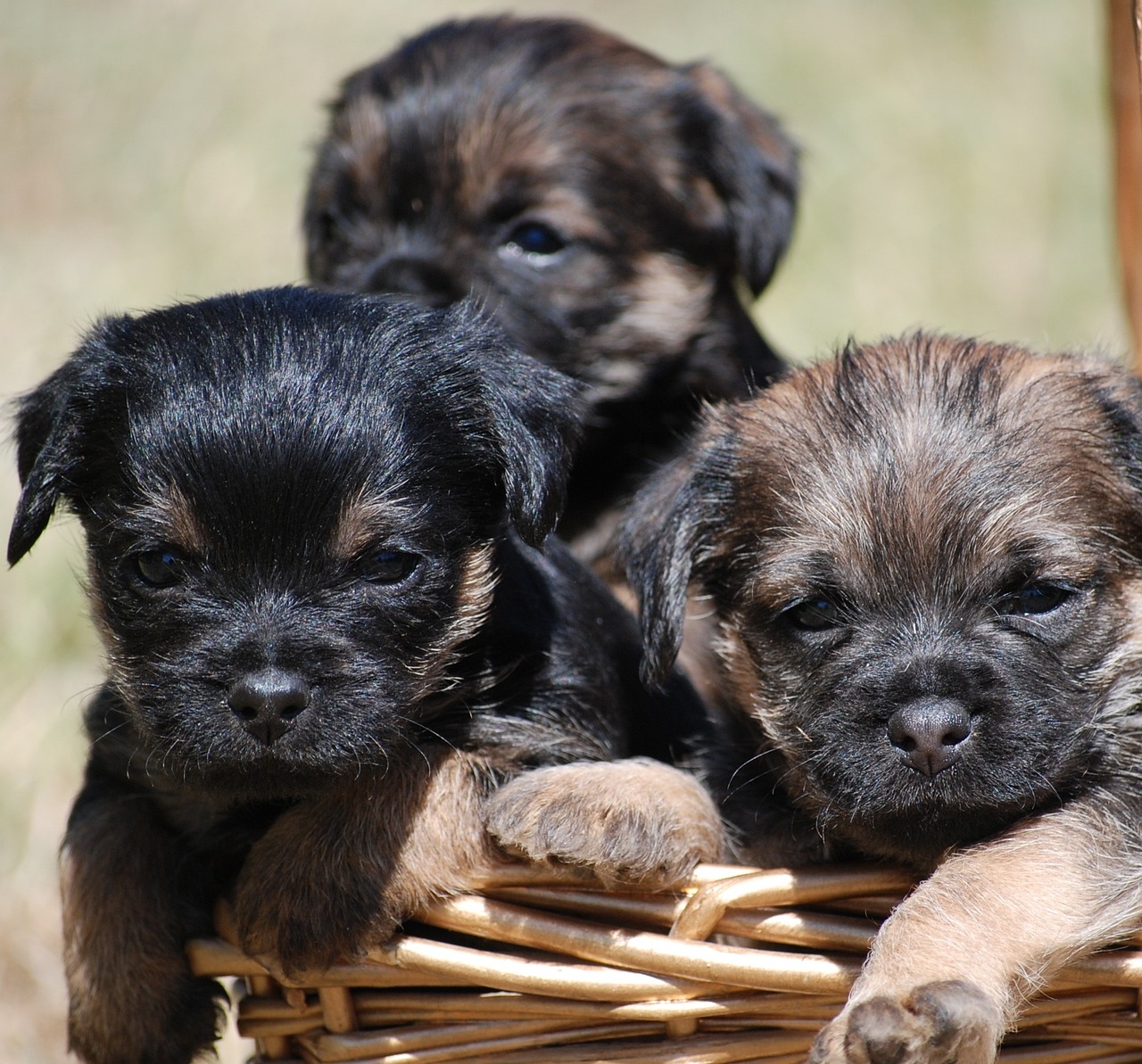 The Unique Traits of the American Hairless Terrier